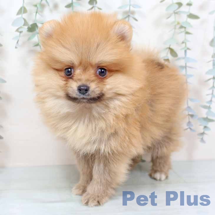 京都府のポメラニアン (ペットプラス 京都桂川店/2025年12月5日生まれ/男の子/オレンジ)の子犬の2枚目の画像
