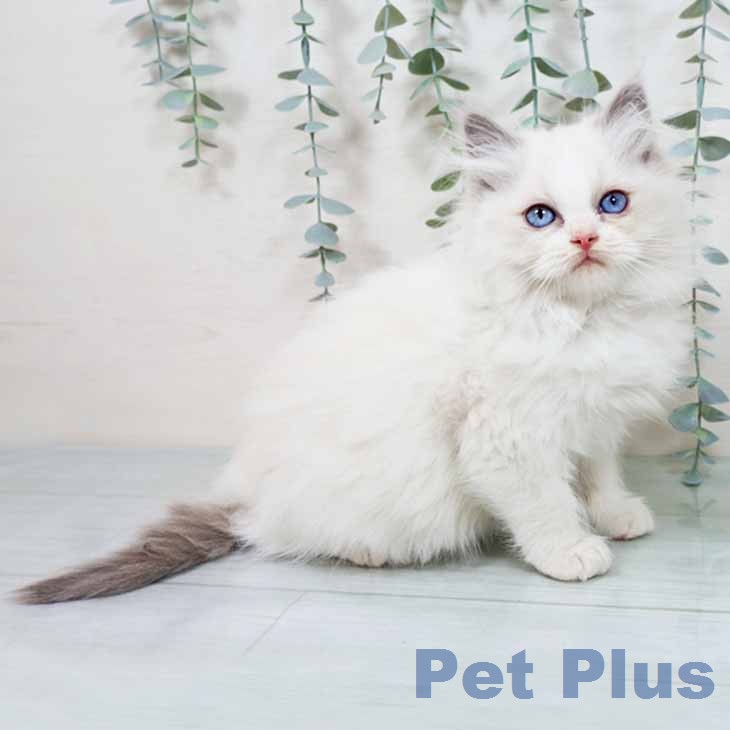 京都府のラグドール (ペットプラス イオンモールKYOTO店/2025年11月25日生まれ/女の子/ブルーポイントバイカラー)の子猫の1枚目の画像