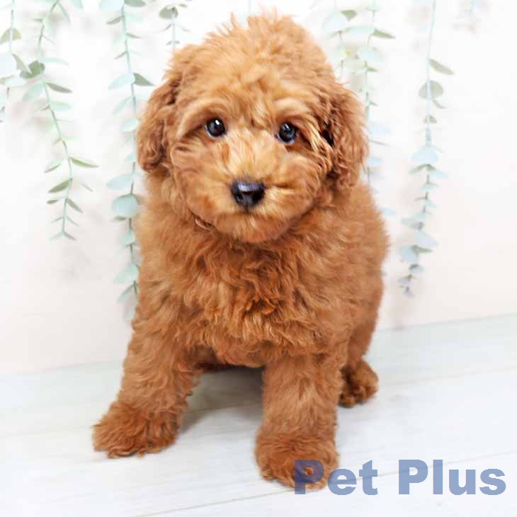 トイ・プードル