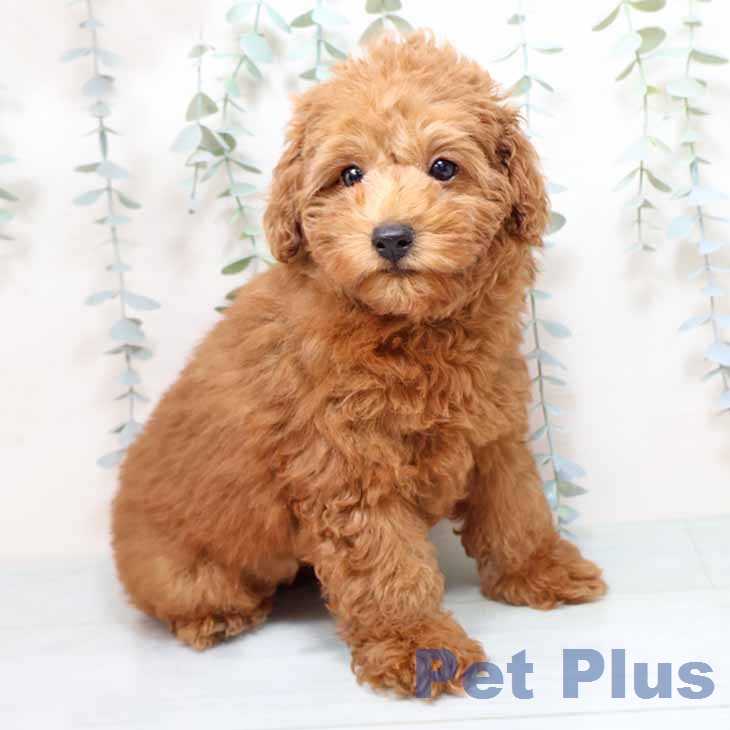 トイ・プードルの写真2