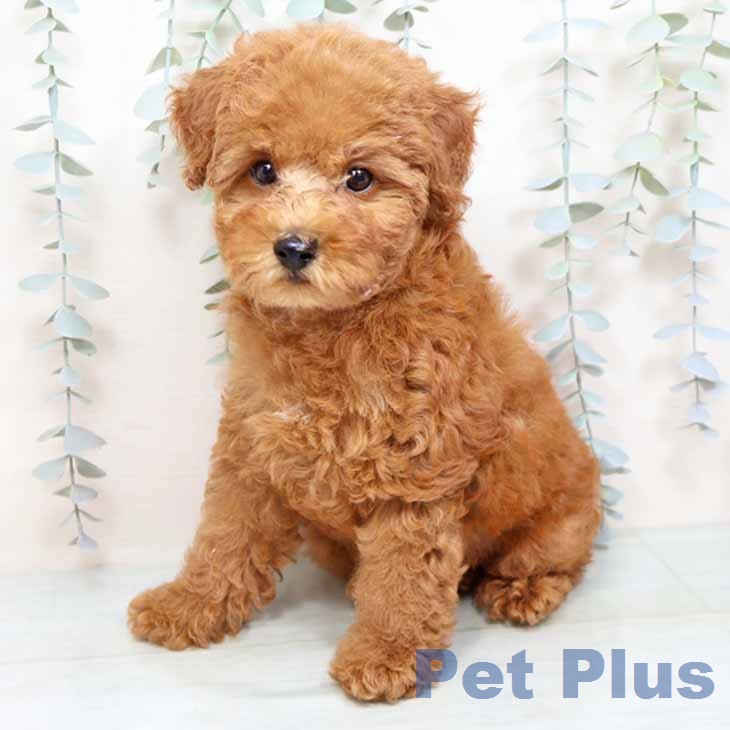 トイ・プードル