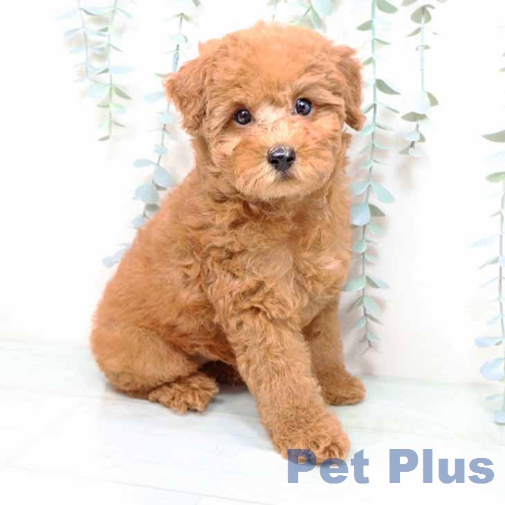 トイ・プードルの写真2