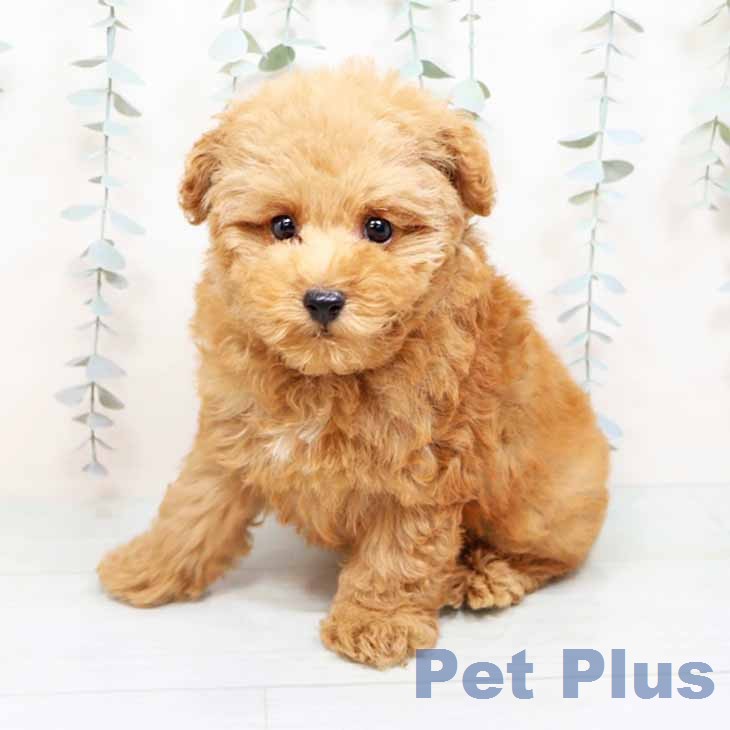 新潟県のトイプードル(トイ) (ペットプラス 新潟南店/2025年12月5日生まれ/男の子/レッドフォーン)の子犬の1枚目の画像