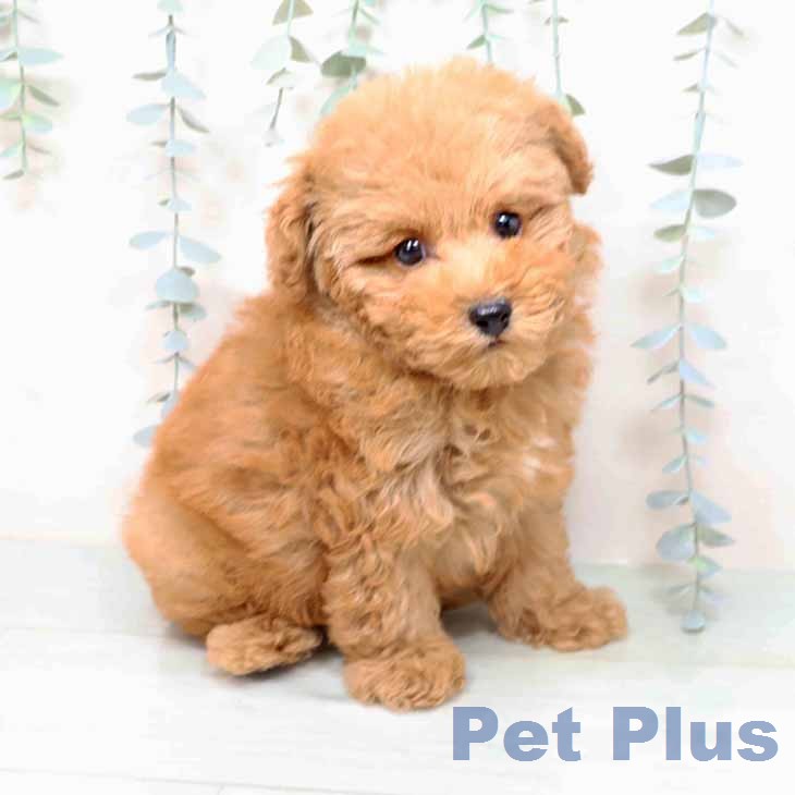 新潟県のトイプードル(トイ) (ペットプラス 新潟南店/2025年12月5日生まれ/男の子/レッドフォーン)の子犬の2枚目の画像