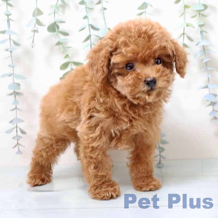 大阪府のトイプードル(トイ) (ペットプラス ららぽーと和泉店/2025年12月2日生まれ/男の子/レッドフォーン)の子犬の1枚目の画像