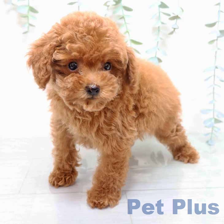 大阪府のトイプードル(トイ) (ペットプラス ららぽーと和泉店/2025年12月2日生まれ/男の子/レッドフォーン)の子犬の2枚目の画像