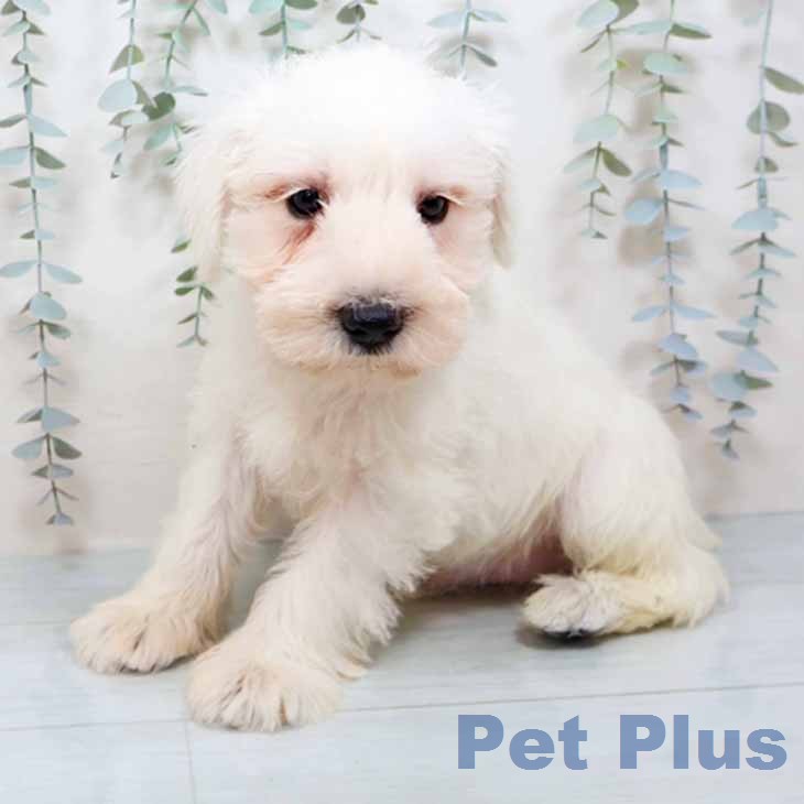 ミニチュア・シュナウザー