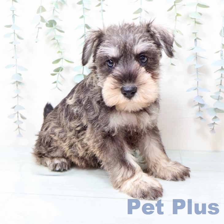 ミニチュア・シュナウザー