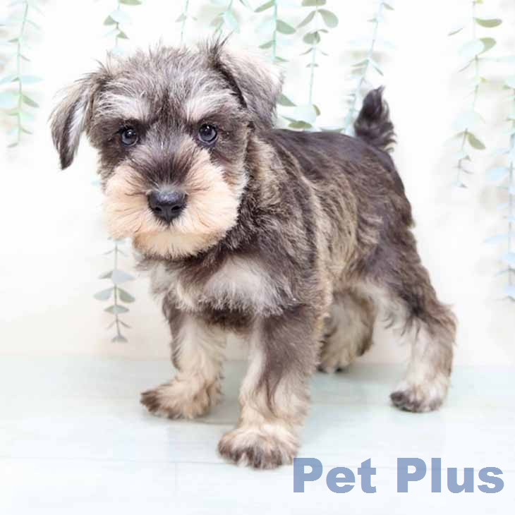 ミニチュア・シュナウザーの写真2