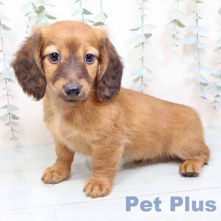 京都府のミニチュアダックスフンド(ロング) (ペットプラス 久御山店/2025年12月8日生まれ/男の子/レッド)の子犬の2枚目の画像