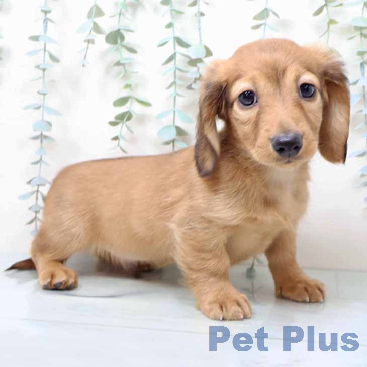 ミニチュア・ダックスフンド