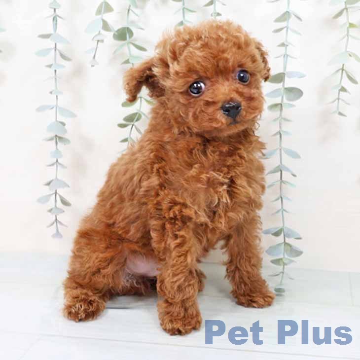 トイ・プードル