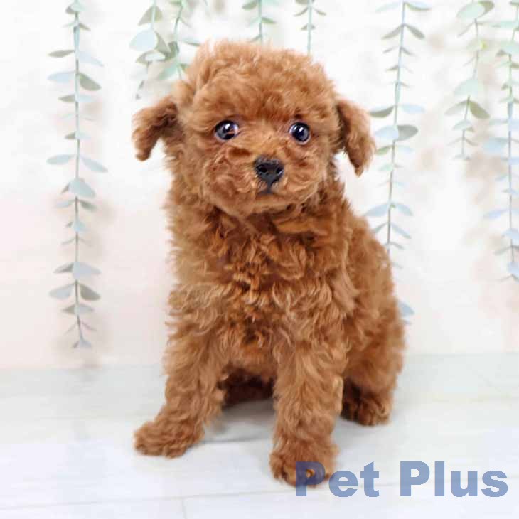 トイ・プードルの写真2