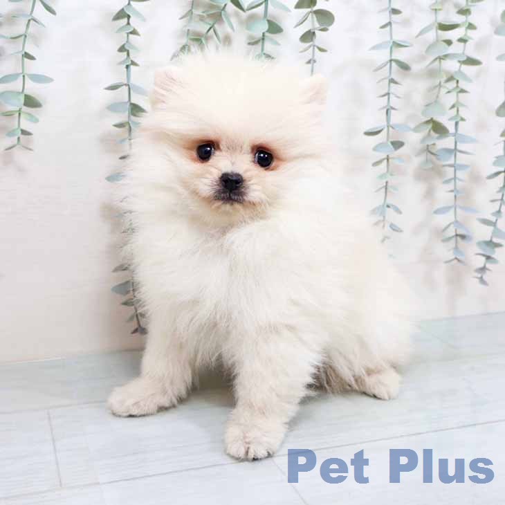 大阪府のポメラニアン (ペットプラス りんくう泉南店/2025年11月18日生まれ/男の子/クリーム)の子犬の1枚目の画像