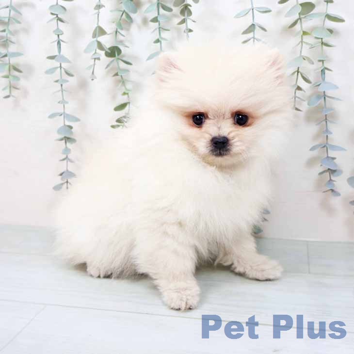 大阪府のポメラニアン (ペットプラス りんくう泉南店/2025年11月18日生まれ/男の子/クリーム)の子犬の2枚目の画像
