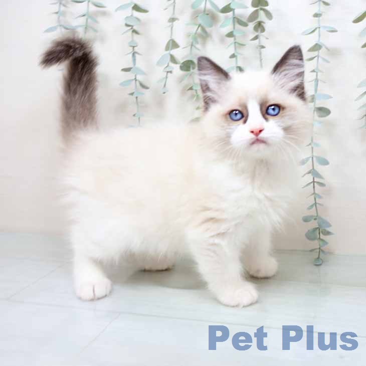 京都府のラグドール (ペットプラス 京都桂川店/2025年12月2日生まれ/男の子/シールポイントバイカラー)の子猫の1枚目の画像