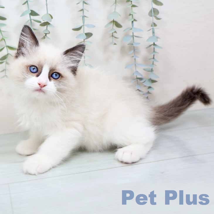 京都府のラグドール (ペットプラス 京都桂川店/2025年12月2日生まれ/男の子/シールポイントバイカラー)の子猫の2枚目の画像
