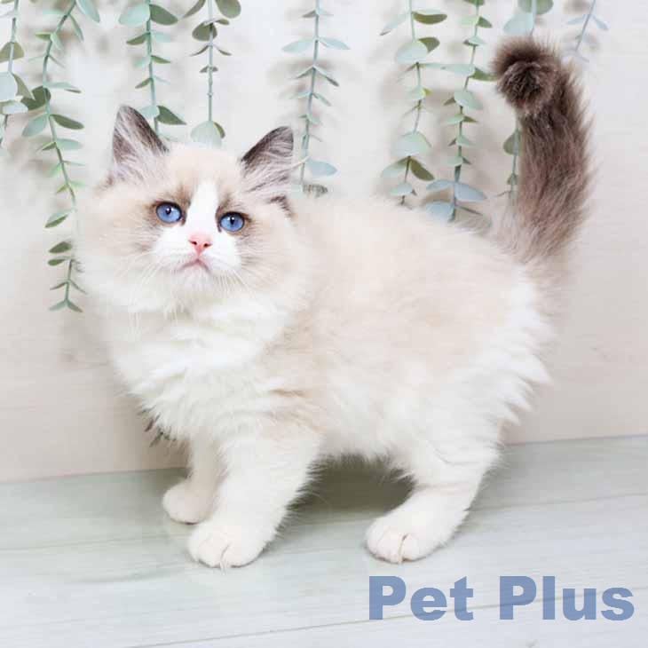 兵庫県のラグドール (ペットプラス 神戸三宮店/2025年12月2日生まれ/女の子/シールポイントバイカラー)の子猫の1枚目の画像
