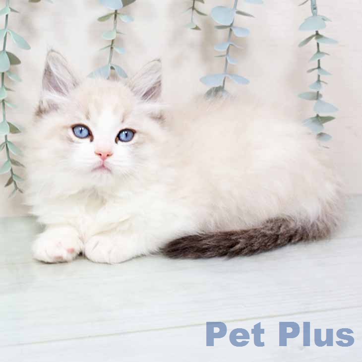 大阪府のラグドール (ペットプラス ららぽーと和泉店/2025年12月2日生まれ/男の子/シールリンクスポイントバイカラー)の子猫の1枚目の画像
