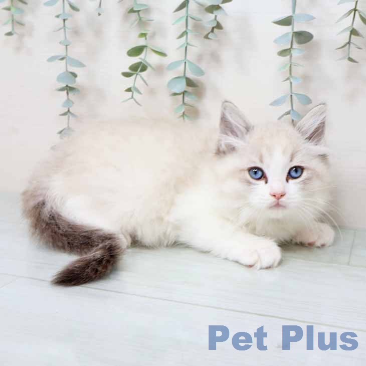 大阪府のラグドール (ペットプラス ららぽーと和泉店/2025年12月2日生まれ/男の子/シールリンクスポイントバイカラー)の子猫の2枚目の画像