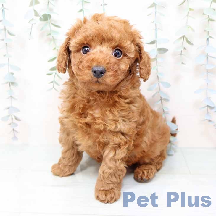 大阪府のトイプードル(トイ) (ペットプラス 松原店/2025年12月8日生まれ/男の子/レッドフォーン)の子犬の1枚目の画像
