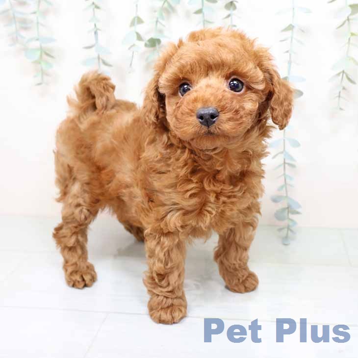 大阪府のトイプードル(トイ) (ペットプラス 松原店/2025年12月8日生まれ/男の子/レッドフォーン)の子犬の2枚目の画像