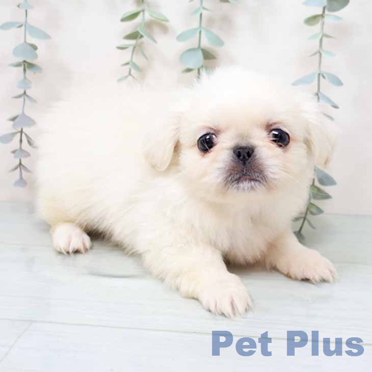 ペキニーズの写真2