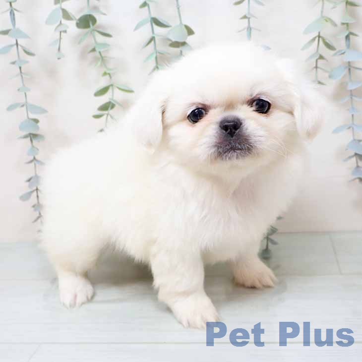 京都府のペキニーズ (ペットプラス 京都桂川店/2025年12月9日生まれ/男の子/ホワイト)の子犬の1枚目の画像