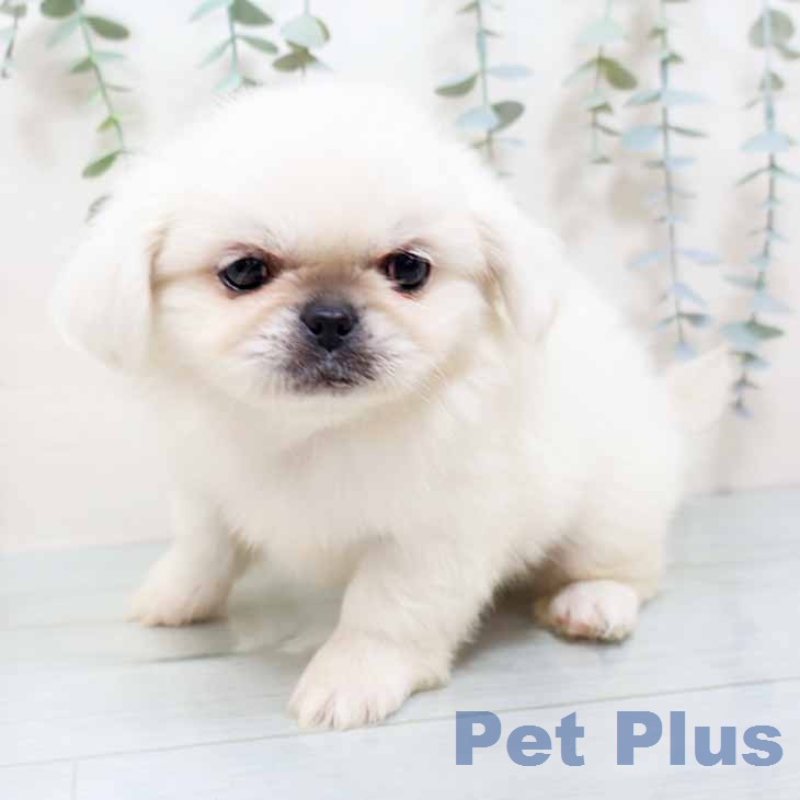 京都府のペキニーズ (ペットプラス 京都桂川店/2025年12月9日生まれ/男の子/ホワイト)の子犬の2枚目の画像