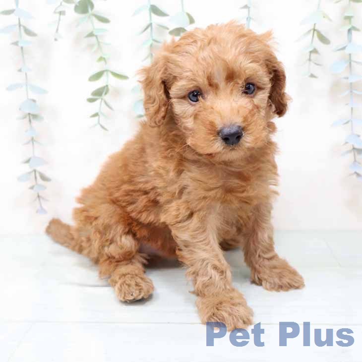 兵庫県のトイプードル(トイ) (ペットプラス 姫路大津店/2025年12月11日生まれ/男の子/レッド)の子犬の1枚目の画像