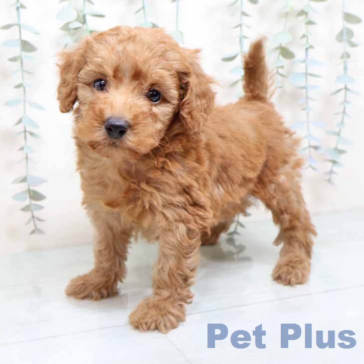 兵庫県のトイプードル(トイ) (ペットプラス 姫路大津店/2025年12月11日生まれ/男の子/レッド)の子犬の2枚目の画像