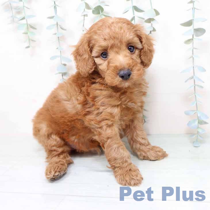 兵庫県のトイプードル(トイ) (ペットプラス 明石店/2025年12月11日生まれ/男の子/レッド)の子犬の1枚目の画像