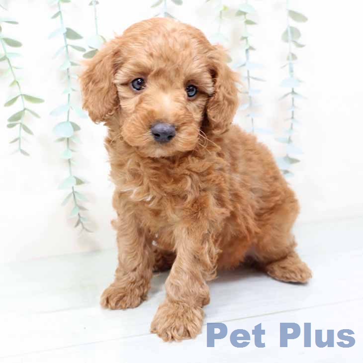 兵庫県のトイプードル(トイ) (ペットプラス 明石店/2025年12月11日生まれ/男の子/レッド)の子犬の2枚目の画像