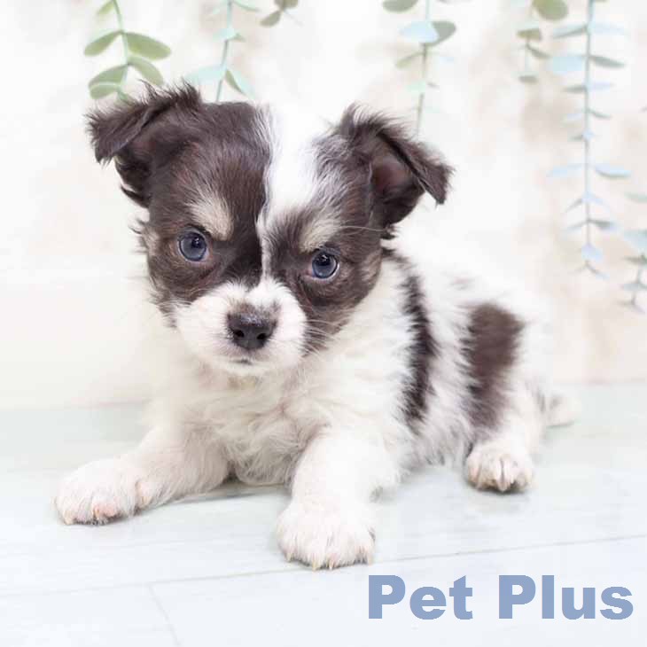 兵庫県のチワワ(ロング) (ペットプラス 明石店/2025年12月11日生まれ/男の子/ブラックタンホワイト)の子犬の1枚目の画像