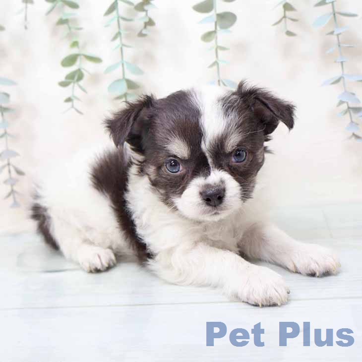 兵庫県のチワワ(ロング) (ペットプラス 明石店/2025年12月11日生まれ/男の子/ブラックタンホワイト)の子犬の2枚目の画像