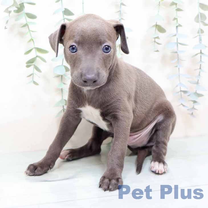 イタリアン・グレーハウンドの写真2