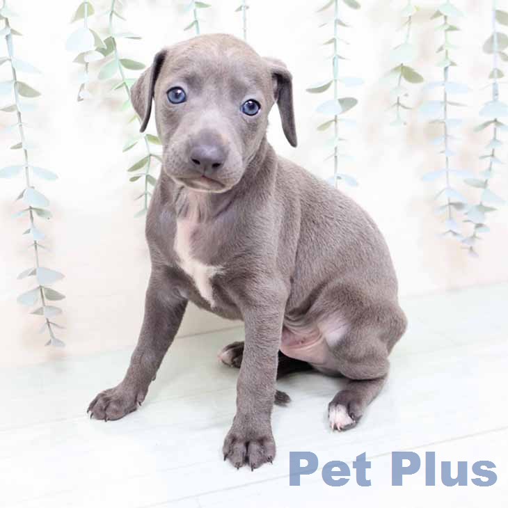 京都府のイタリアングレーハウンド (ペットプラス 京都桂川店/2025年12月11日生まれ/男の子/ブルーホワイト)の子犬の1枚目の画像