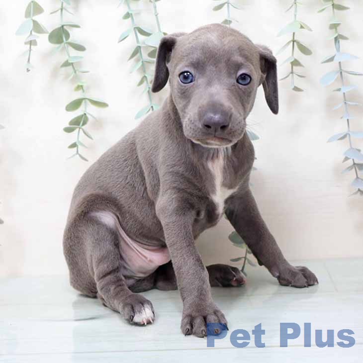 京都府のイタリアングレーハウンド (ペットプラス 京都桂川店/2025年12月11日生まれ/男の子/ブルーホワイト)の子犬の2枚目の画像