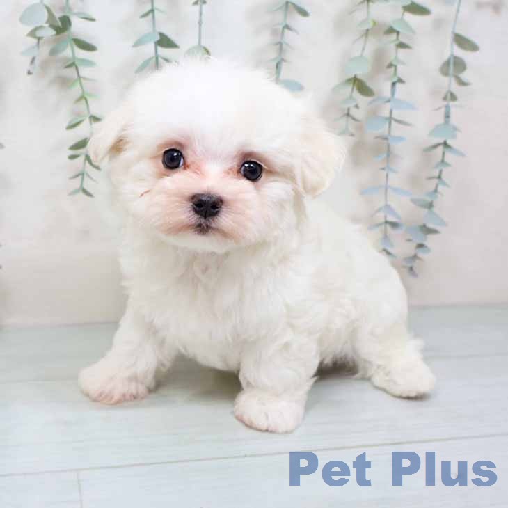 マルチーズの写真2