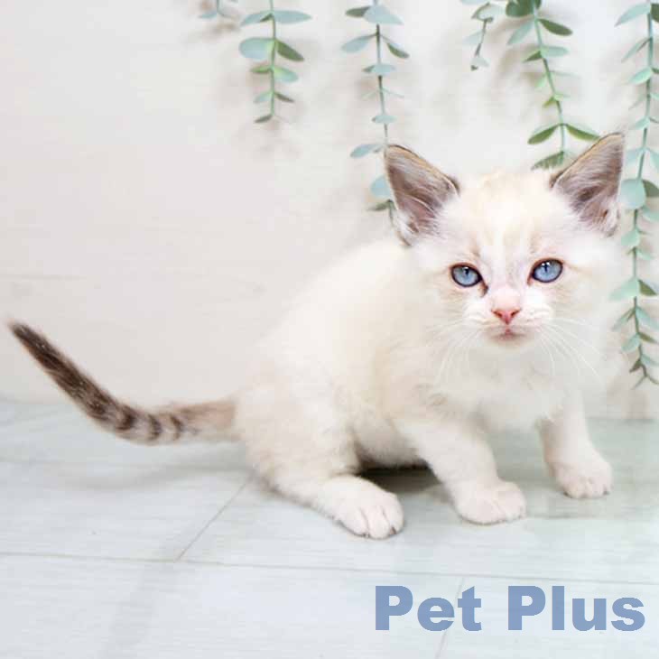 マンチカンの写真2