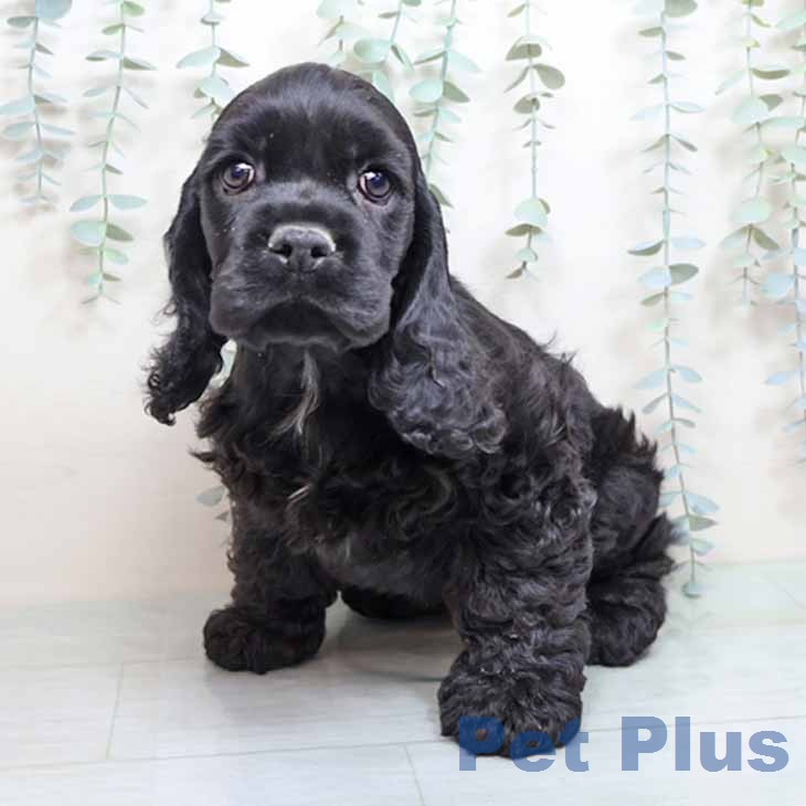 大阪府のアメリカンコッカースパニエル (ペットプラス りんくう泉南店/2025年12月11日生まれ/男の子/ブラック)の子犬の1枚目の画像