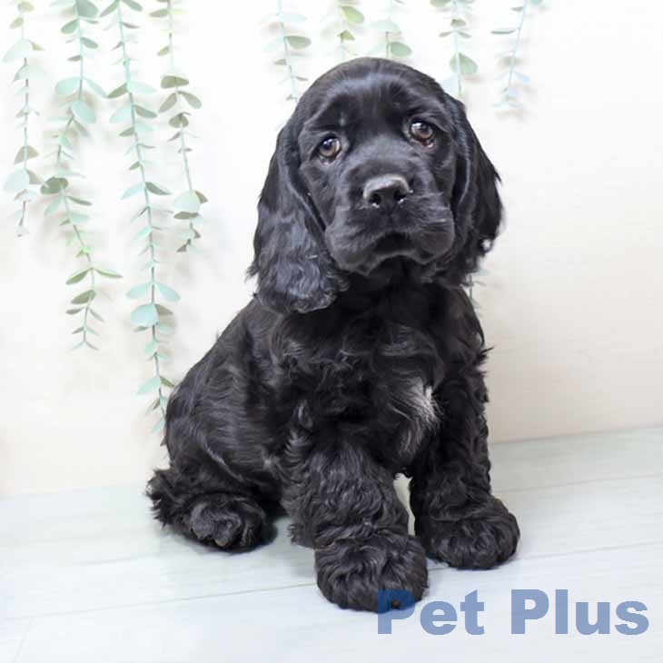 アメリカン・コッカー・スパニエル