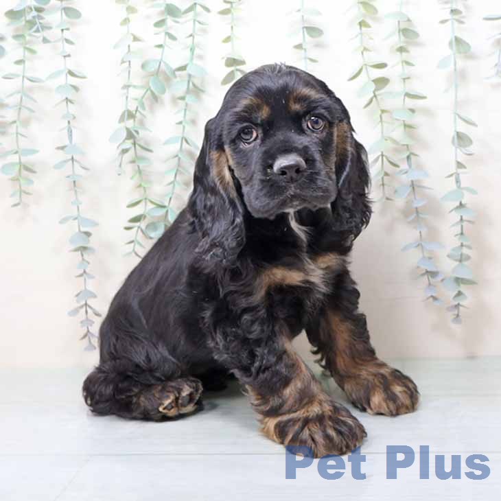 アメリカン・コッカー・スパニエル