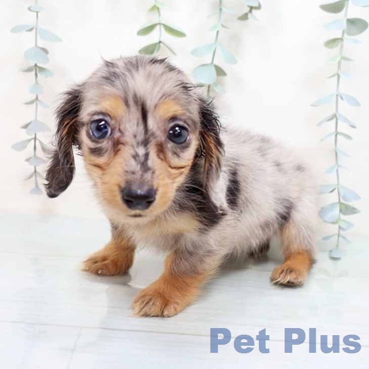 京都府のミニチュアダックスフンド(ロング) (ペットプラス 京都桂川店/2025年12月9日生まれ/女の子/シルバーダップル)の子犬の2枚目の画像