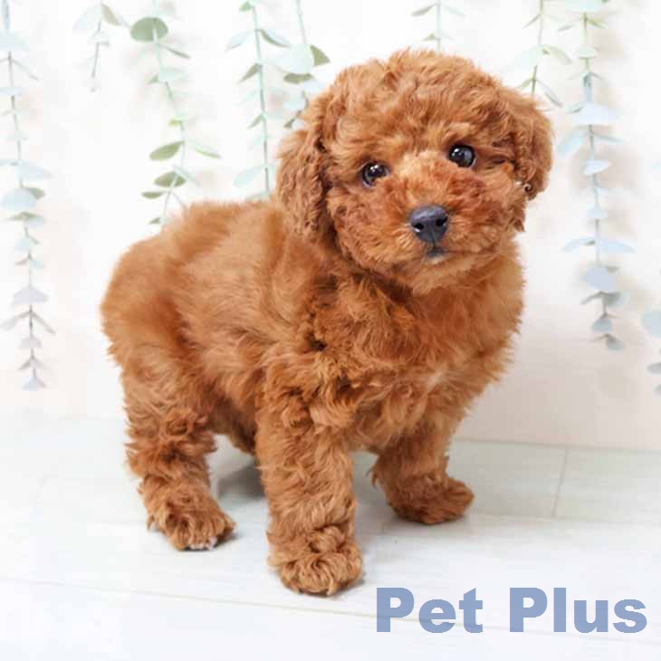 奈良県のトイプードル(トイ) (ペットプラス 大和郡山店/2025年12月12日生まれ/女の子/レッド)の子犬の1枚目の画像