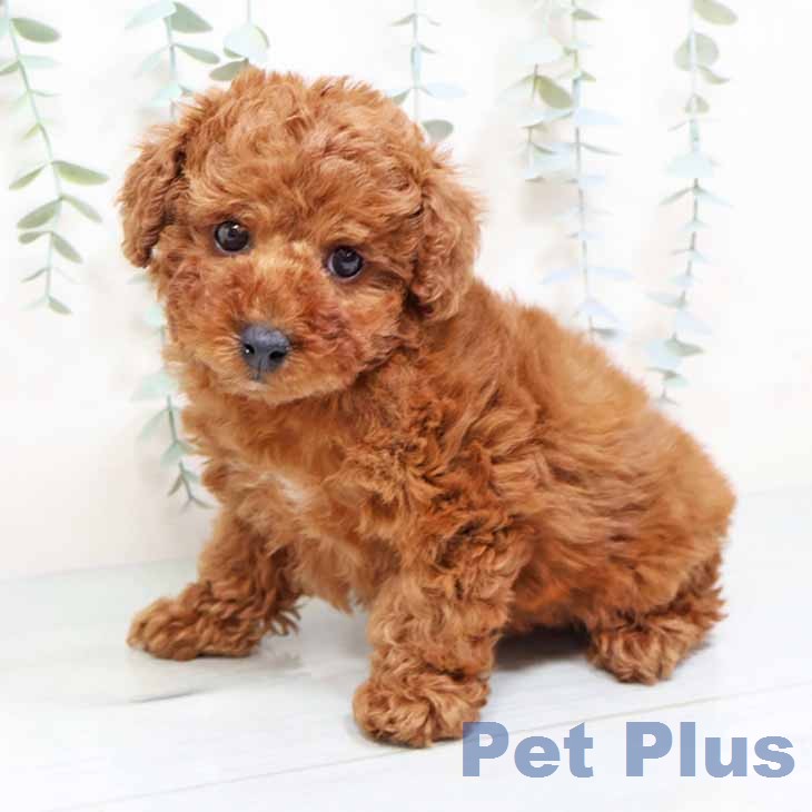 奈良県のトイプードル(トイ) (ペットプラス 大和郡山店/2025年12月12日生まれ/女の子/レッド)の子犬の2枚目の画像