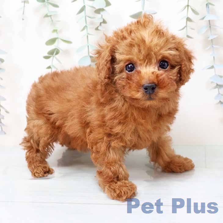 トイ・プードル