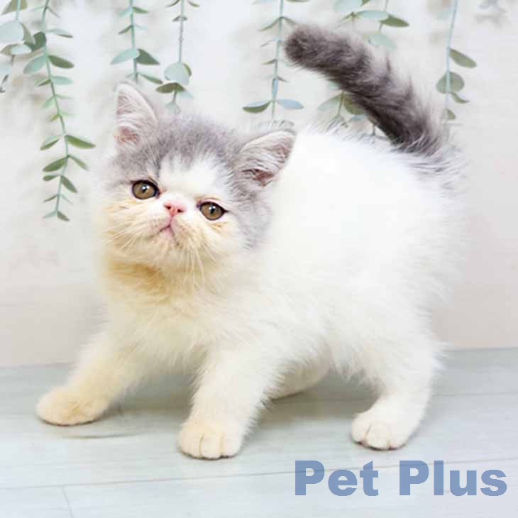 大阪府のエキゾチック (ペットプラス ららぽーと和泉店/2025年12月6日生まれ/男の子/ブルーホワイト)の子猫の1枚目の画像