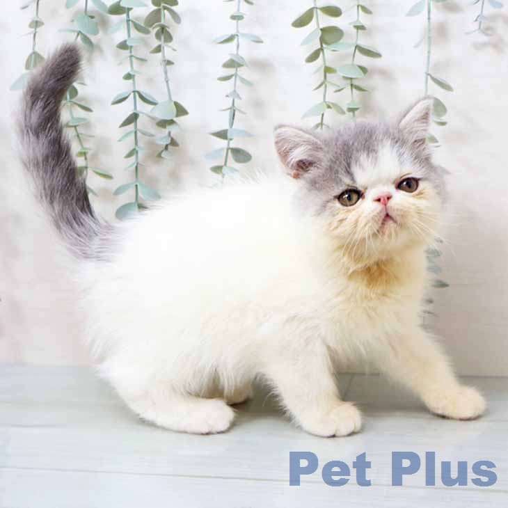 大阪府のエキゾチック (ペットプラス ららぽーと和泉店/2025年12月6日生まれ/男の子/ブルーホワイト)の子猫の2枚目の画像