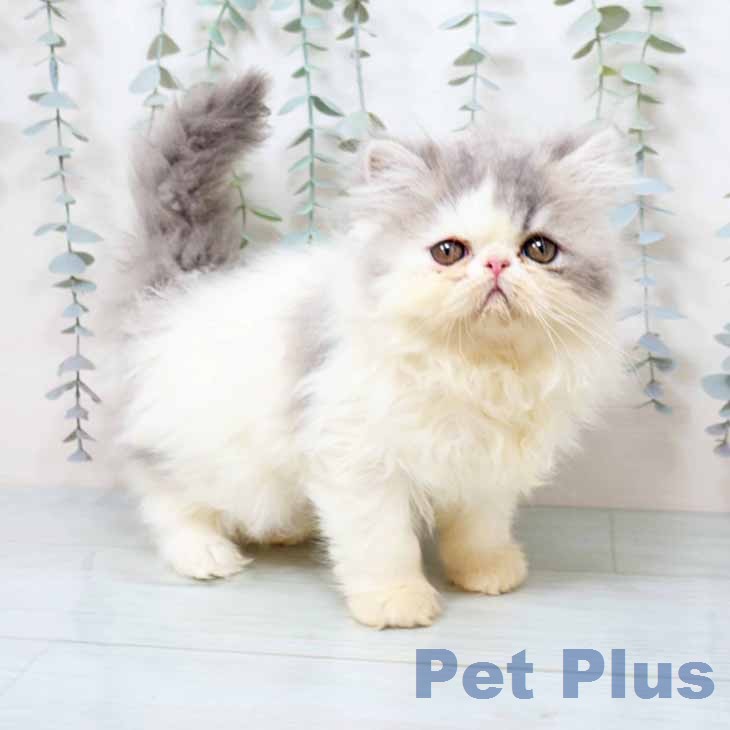 エキゾチックの写真2